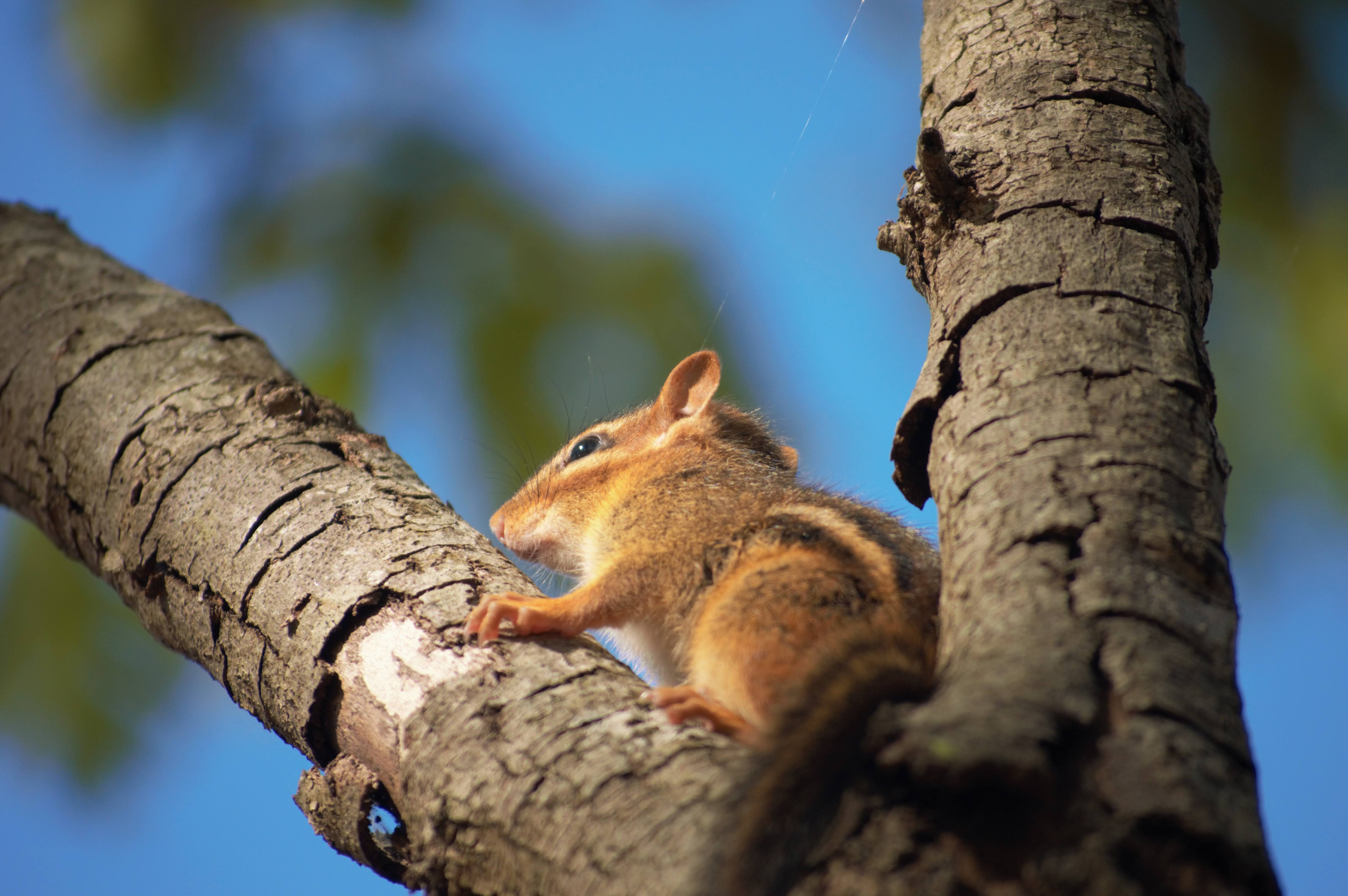 Chipmunk